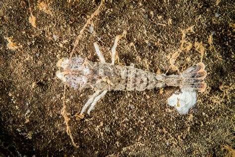 udang pasir  bawah air foto stok  gambar  air alam