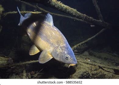 Freshwater Fish Carp Cyprinus Carpio Beautiful Stock Photo 588535652 ...