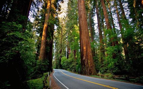 Redwood Forest Desktop Wallpapers - Top Free Redwood Forest Desktop ...