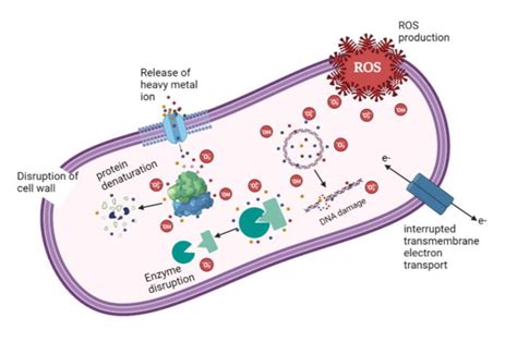 Mechanisms Through Which Nanoparticles Interact With Bacteria And