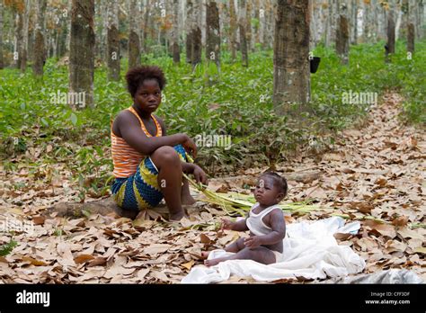 Rubber Tree Plantation Dukoue Ivory Coast Cote D Ivoire West Africa