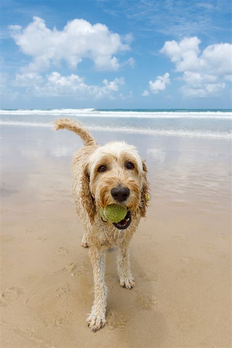 Australian Labradoodle Dog Breed Information & Characteristics