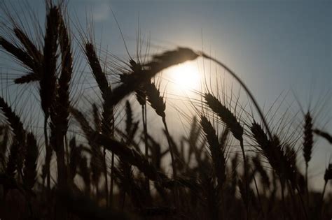 Premium Photo | Silhouette of wheat field close up wheat field at sunset