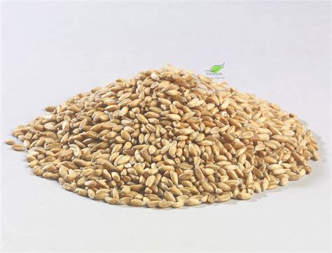 GRAINS ENTIERS GE NON CROISÉ BIO 20KG Les Jardins de Sainte Hildegarde