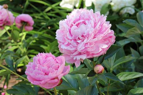 What Are the Different Types of Peony Flowers? | Gardener’s Path