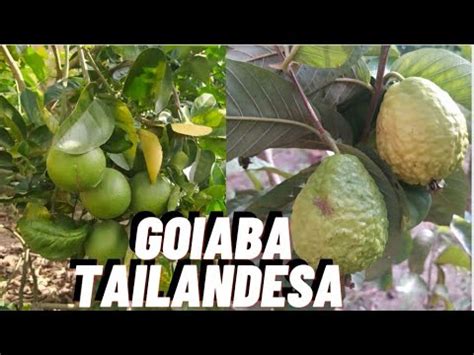 Como estão minhas frutíferas Goiba Tailandesa Laranja pera e um tour