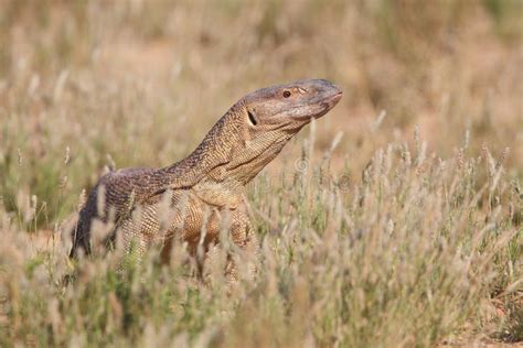 Monitor Lizard Stock Image Image Of Kalahari Reptile