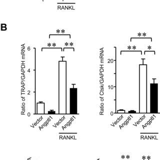 Effects Of Angptl1 On Osteoclast Formation In Mouse Bone Marrow Cells