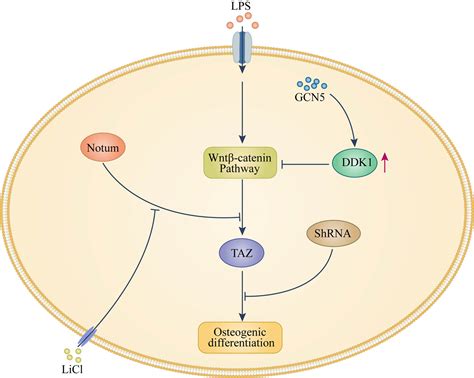 Osteogenic Differentiation Of Periodontal Membrane Stem Cells In