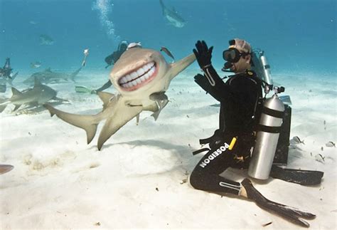 Hilarious Pics Of Sharks With Human Teeth