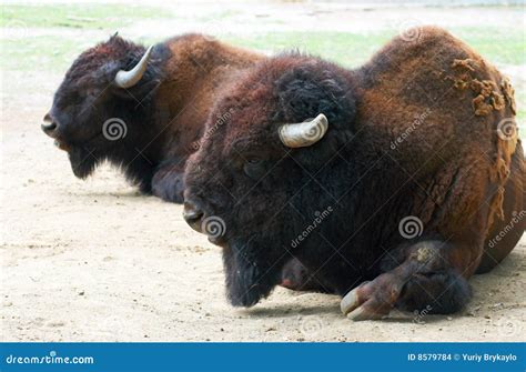 Aurochs stock photo. Image of zoological, bull, aurochs - 8579784