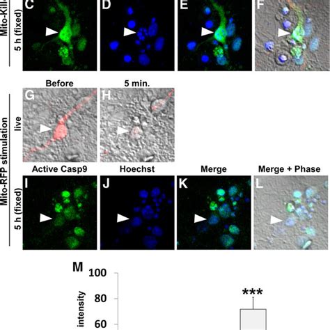 Caspase 3 KO Mice Manifest Abnormalities In Spine Density And MEPSCs