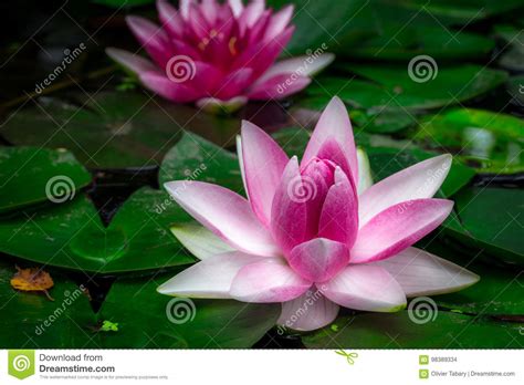 Dos Lirios De Agua Rosados En Las Hojas Verdes Grandes Foto De Archivo