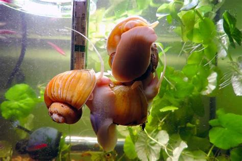 Mystery Snail Breeding How To Breed Your Snails Guide