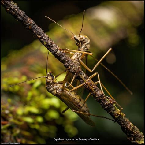 Premium Photo Mating Heteroptera Insects In The Rainforest Waigeo