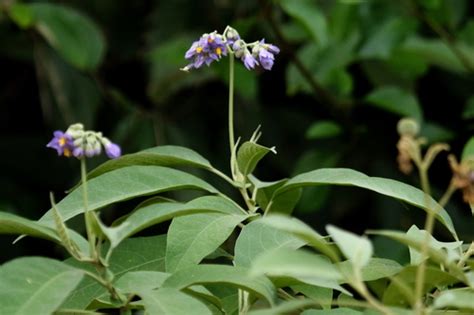 Solanum Granuloso Leprosum · Inaturalist Mexico