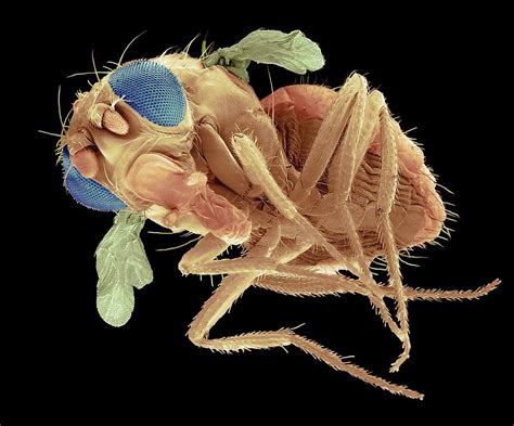 Mutant Fruit Fly Photograph By Steve Gschmeissnerscience Photo Library Pixels