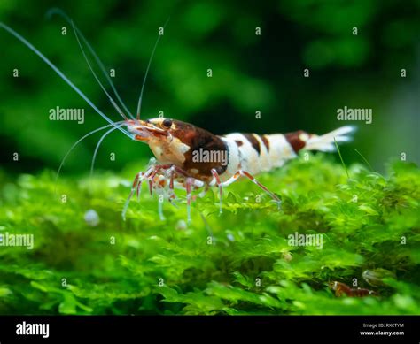 Caridina shrimp in aquarium Stock Photo - Alamy