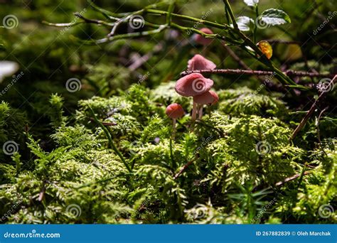 Inedible Mushroom Mycena Rosella In The Spruce Forest Known As Pink