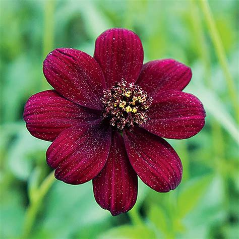 Qauzuy Garden Semillas Raras De Flores De Cosmos De Chocolate