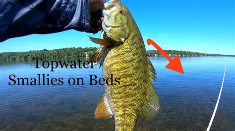 Berkeley Choppo 105 Smallies Topwater Action Alcona Pond YouTube