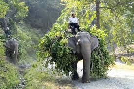 Asociacion Chi De Andalucia La Carga Del Elefante