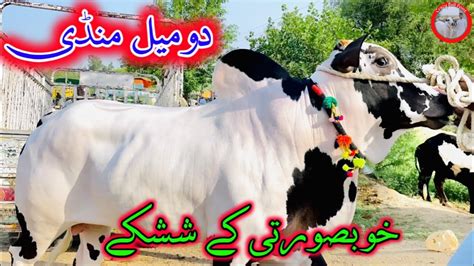 Domail Mandi Fatehjang Latest Update Part03 Domailbulls