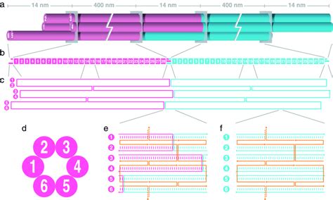 Dna Nanotube Design A D Cartoon View The Front And Rear Monomers