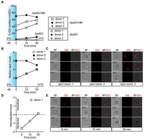 Cancers Free Full Text Glycan Modified Apoptotic Melanoma Derived