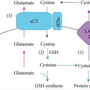 Proposed Role Of XCT In The Lens In Mediating Cysteine Cystine Balance