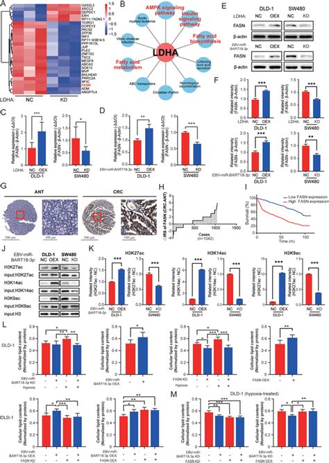 EBVmiRBART183p Promotes Histone Acetylation And Enhances De Novo