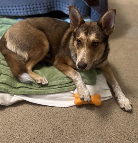 Red Heeler Husky Mix