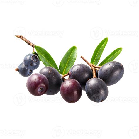 Tropical Superfruit Bunch Of Fresh Sweet Acai Berries Fruit Isolated On