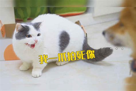 当6只猫遇上1条狗，狗子吓到瑟瑟发抖