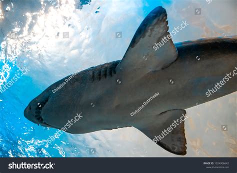 Sharks Group Elasmobranch Fish Characterized By Stock Photo Edit Now