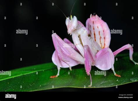 Pink Orchid Mantis Malaysian Orchid Mantis Hymenopus Coronatus Or