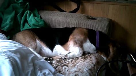 Why Basset Hounds Love Camping Youtube