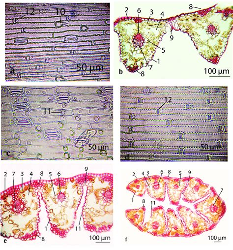 Microphotographs Of Deschampsia Caespitosa Al A Leaf Abaxial