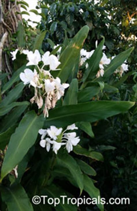 Hedychium Coronarium White Ginger Butterfly Ginger Lily