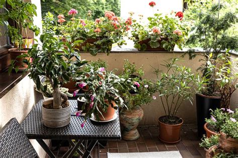 Naj Atwiejsze W Uprawie Kwiaty Na Balkon Idealne Dla Pocz Tkuj Cych