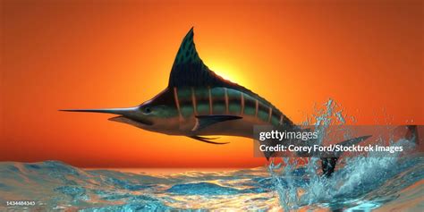 An Atlantic Blue Marlin Jumps Out Of The Ocean At Sunset High Res