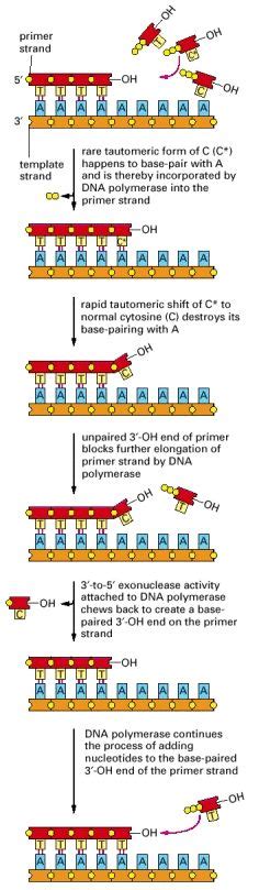 Figure 5 9 Exonucleolytic Proofreading By Dna Polymerase During Dna Replication Molecular