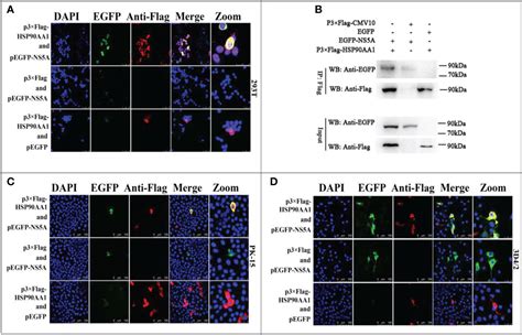 Frontiers HSP90AA1 Interacts With CSFV NS5A Protein And Regulates