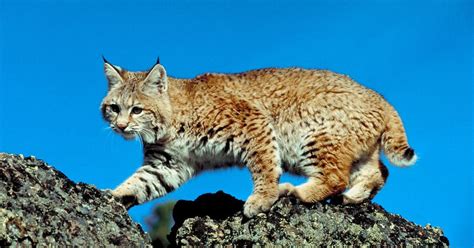 Iberian Lynx Cubs