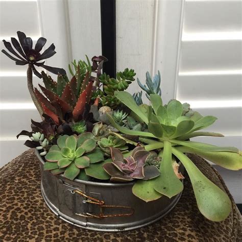 Salvageandsucculents On Instagram Succulents In Upcycled Container