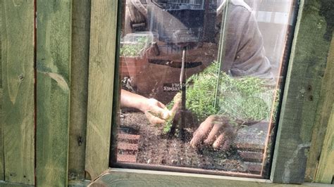 Let S Get Sowing Some Tomatoes Cucumbers Chillies And Sunflowers Youtube