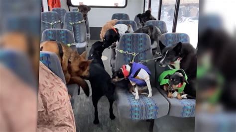 This Doggie Bus Is The Happiest Vehicle On The Road The Drive