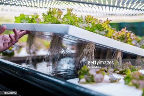 Hydroponic Microgreens Photos And Premium High Res Pictures Getty Images