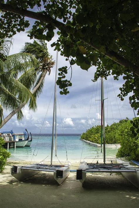 Hammocks Under Palm Trees Stock Image Image Of Scenery 6606821