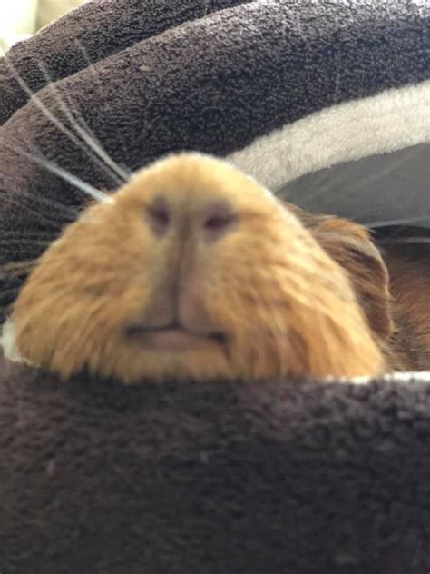 Pin By Estere Zelti A On Quick Saves In Cute Guinea Pigs Guinea